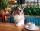 A beautiful Australian Shepherd dog sits in the Dog Friendly cafe