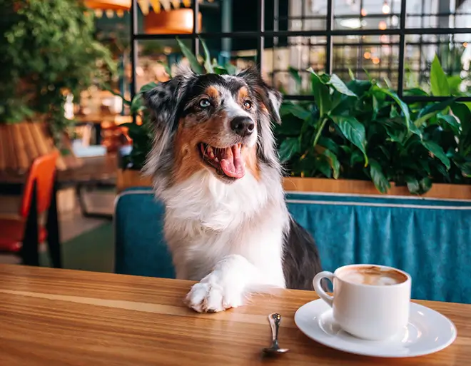 A beautiful Australian Shepherd dog sits in the Dog Friendly cafe