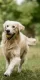 dog running with a ball in his mouth