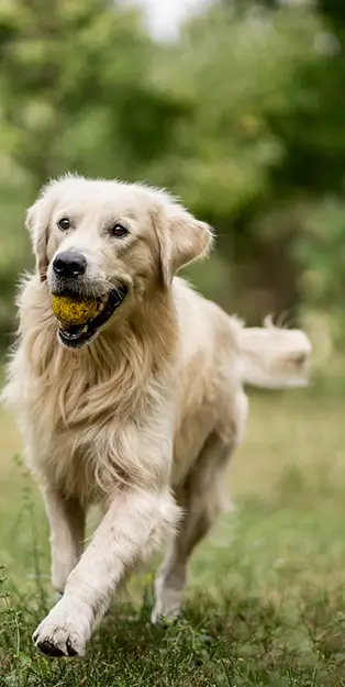 dog running with a ball in his mouth